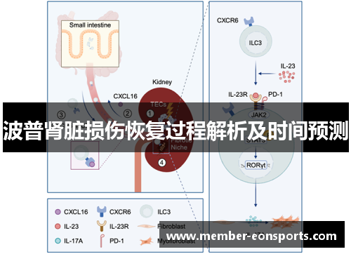 波普肾脏损伤恢复过程解析及时间预测